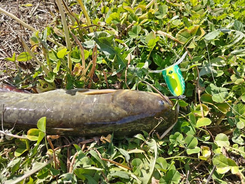 草の上にルアーで釣りあげられたナマズが映る画像